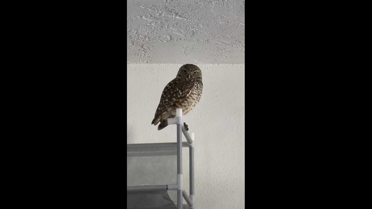 Pop’s Hides From Mom’s & The Babies LOL! | 4K