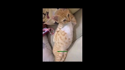 Funny cute cats