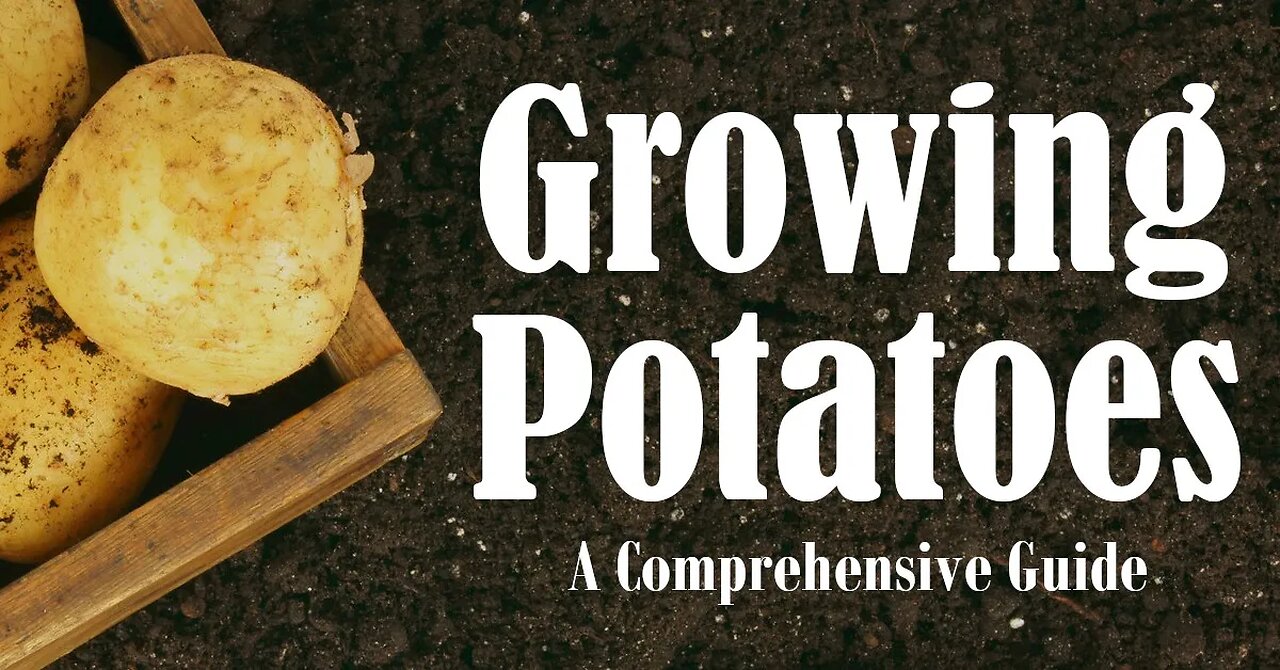 The Superfood for Energy, Heart Health & Glowing Skin! 🔥 #RedPotatoes #Supe
