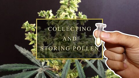 How To Collect & Store Cannabis Pollen - Cannabis Breeding Tips