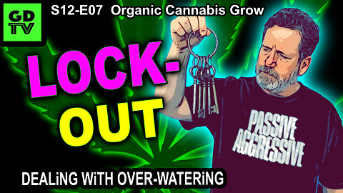 S12-E07 – Day 42 Of This Cannabis Grow – Lockout – How To Deal With Over-Watering?