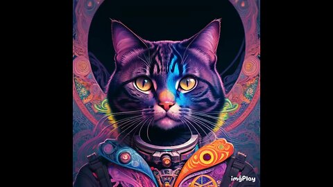 Cute Cat Picture ☯️