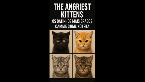 The 4 angriest Kittens on the Internet 😾💖 You get to choose your favorite!