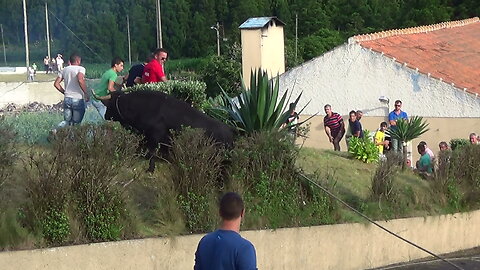 Tourada Ganadaria EG - Grota Do Medo 2015 - Ilha Terceira - Açores