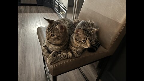 Episode 3079 - The Scott Adams School 01/23/26