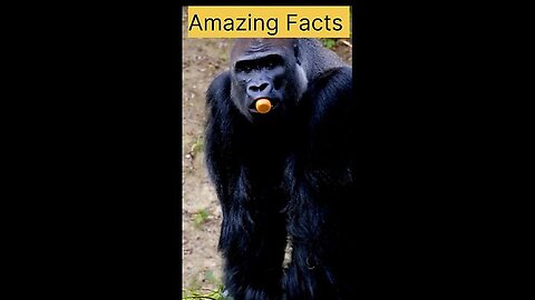 Amazing Facts about Gorilla 🙏#shorts #facts #amazingfacts #information #animals