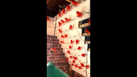 Beautiful orange kenaris