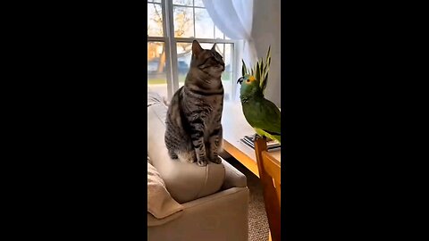 You’ll Never See Pet Rivalry This Brutal Again #parrot #pets #petcomedy #shorts