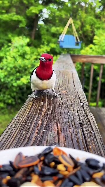 Executive view to Nature