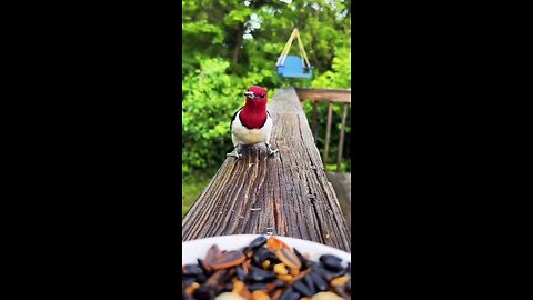 Executive view to Nature