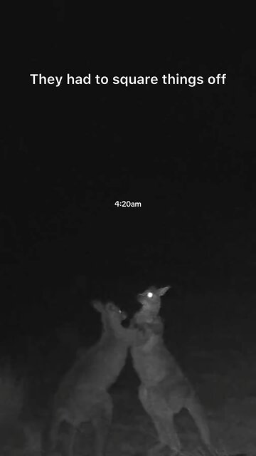 Kangaroos fighting by 4am