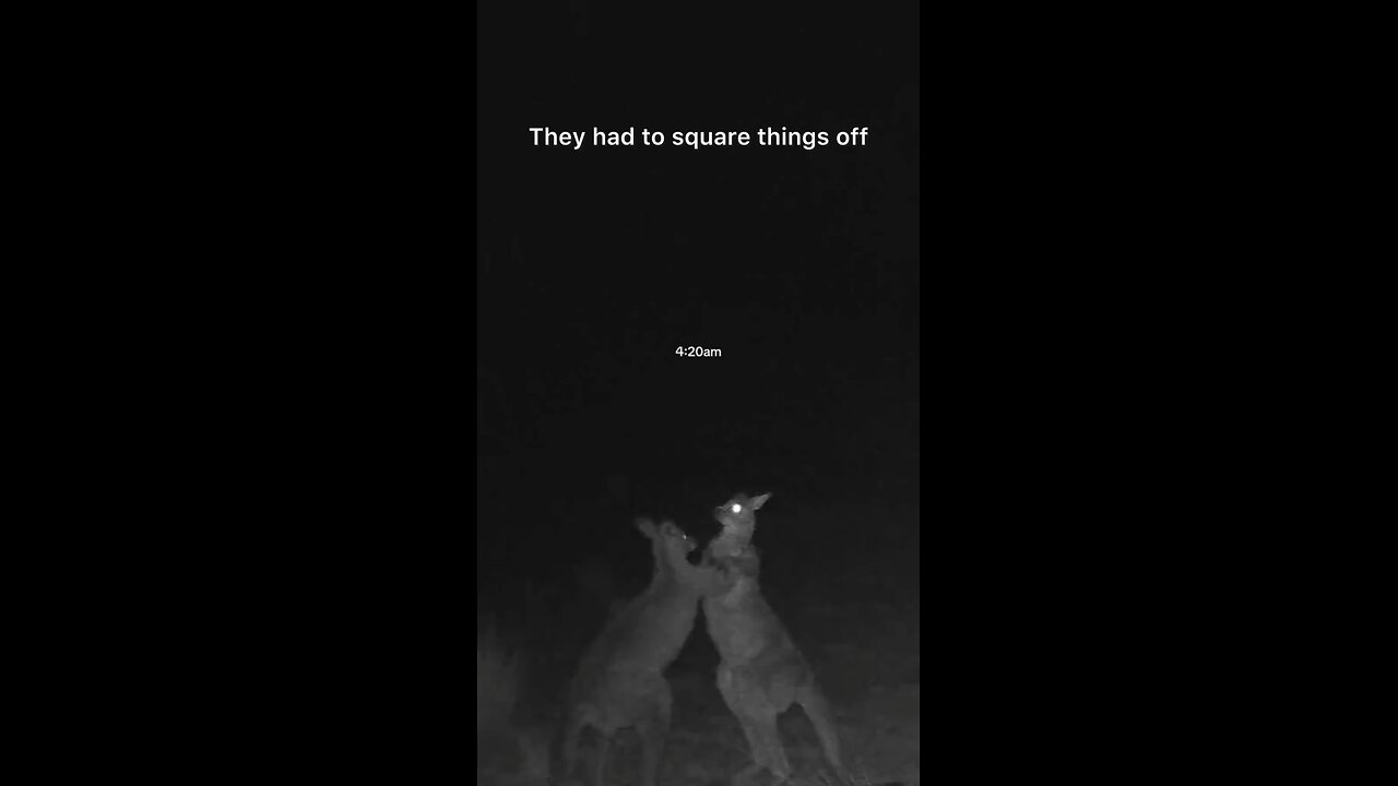 Kangaroos fighting by 4am