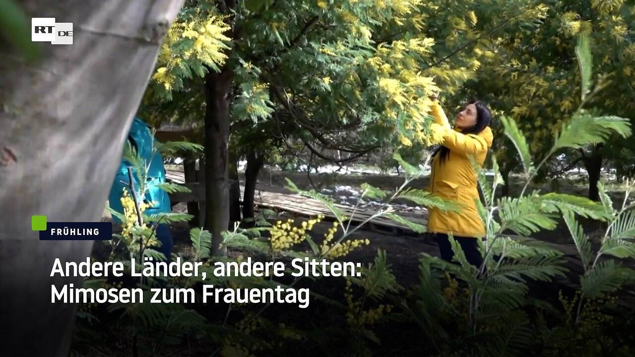 Andere Länder, andere Sitten: Mimosen zum Frauentag