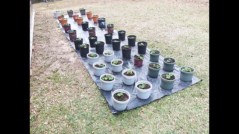 Strawberry Plant Cleanup 1/14/26