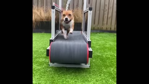 Funny Animal Compilation 2024 – Cats and Dogs Edition