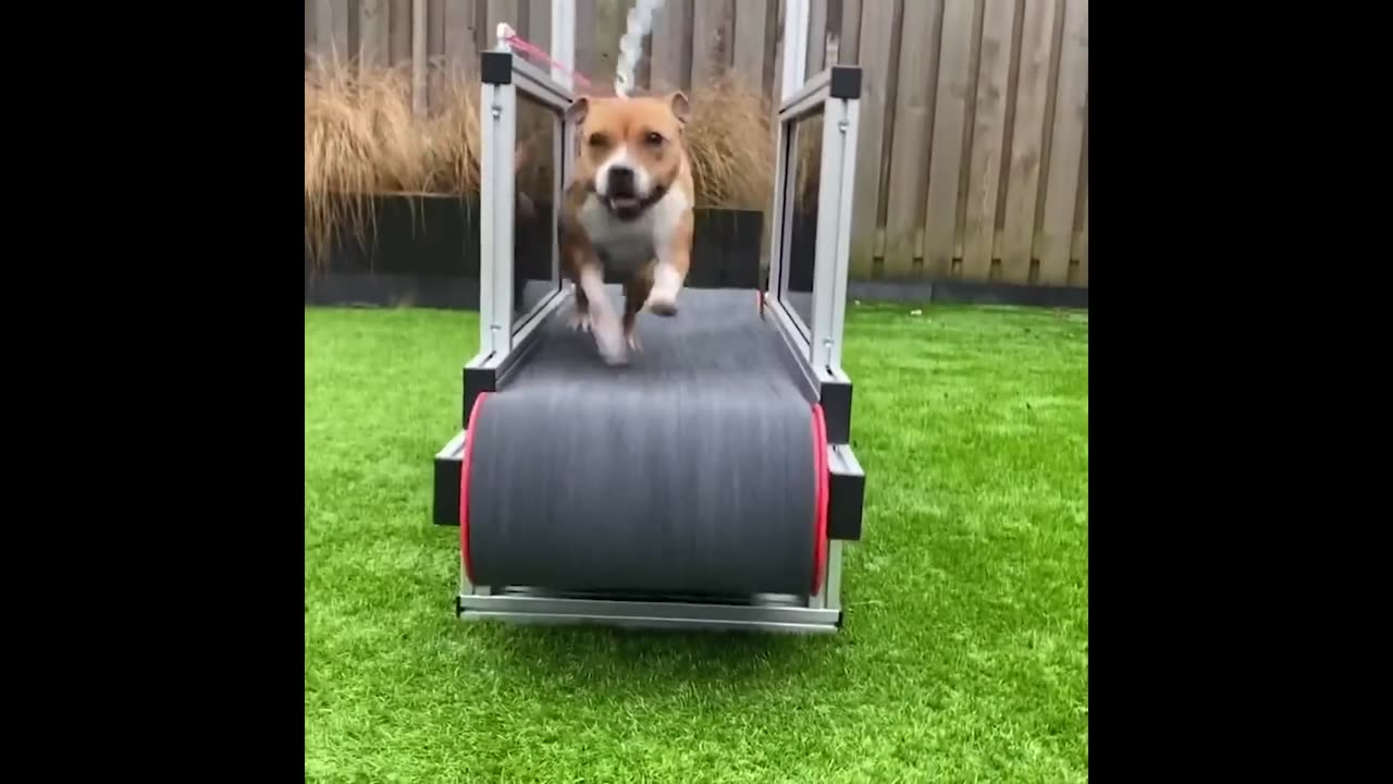 Funny Animal Compilation 2024 – Cats and Dogs Edition