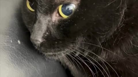 Cute Precious Piper is My Little Sweetheart - My Adopted Shelter Cat Vlog #shorts