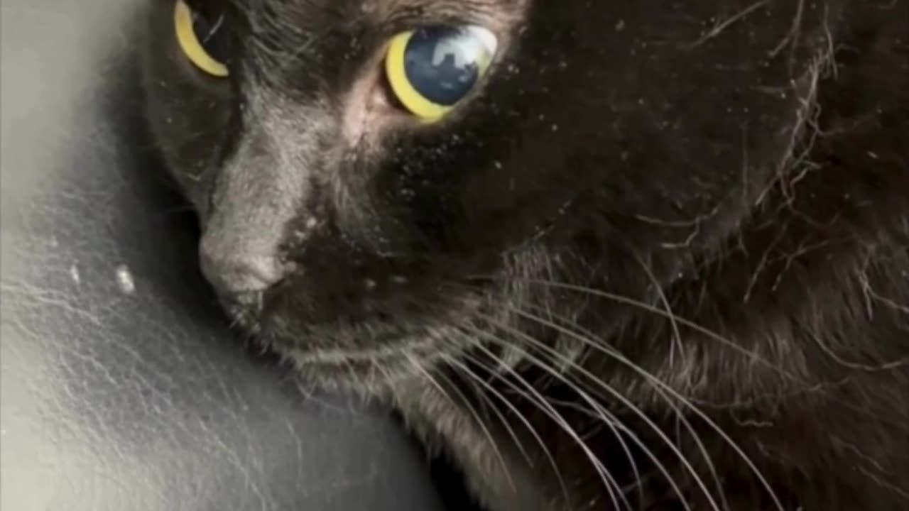 Cute Precious Piper is My Little Sweetheart - My Adopted Shelter Cat Vlog #shorts