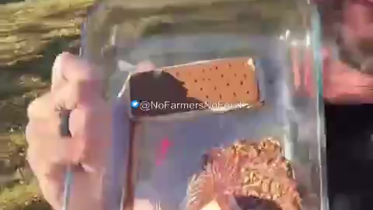 Viral Experiment Shows Ice Cream That Doesn't Melt or Decompose After 6 Months
