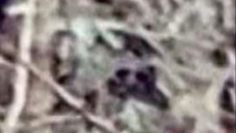 EAST TENNESSEE'S Darkest SECRET REAL Bigfoot Photos!