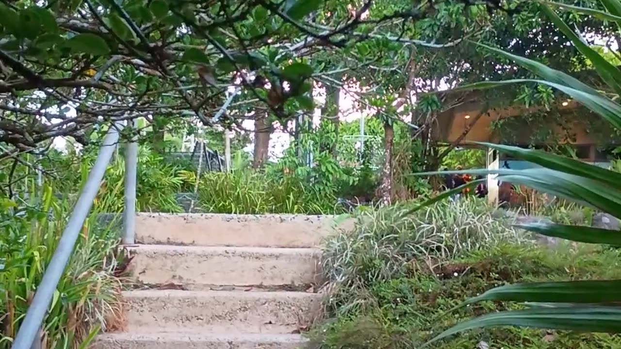 3.12.2025 Party in the Park, Kuranda