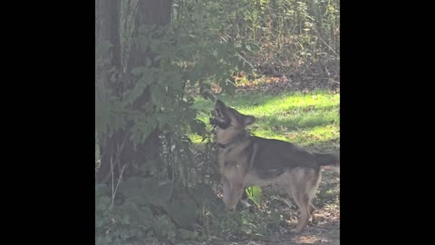 Virgil the sable.