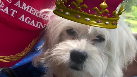 Patriot Loulou news 🗞️ MAGA Loulou snuck into NO KINGS ran into Big Mike etc