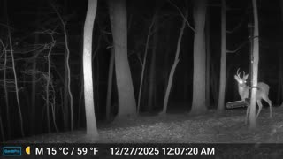 The Woods – 12/27/2025