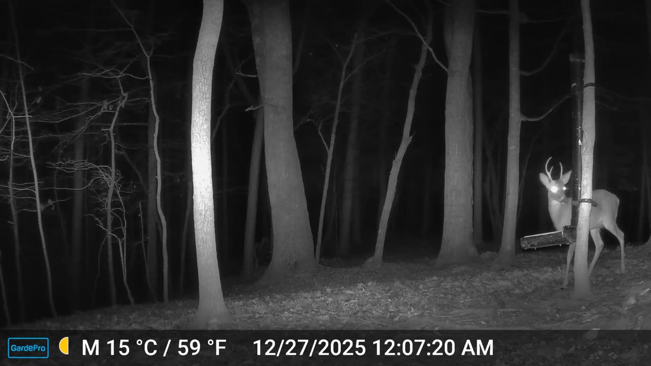 The Woods – 12/27/2025