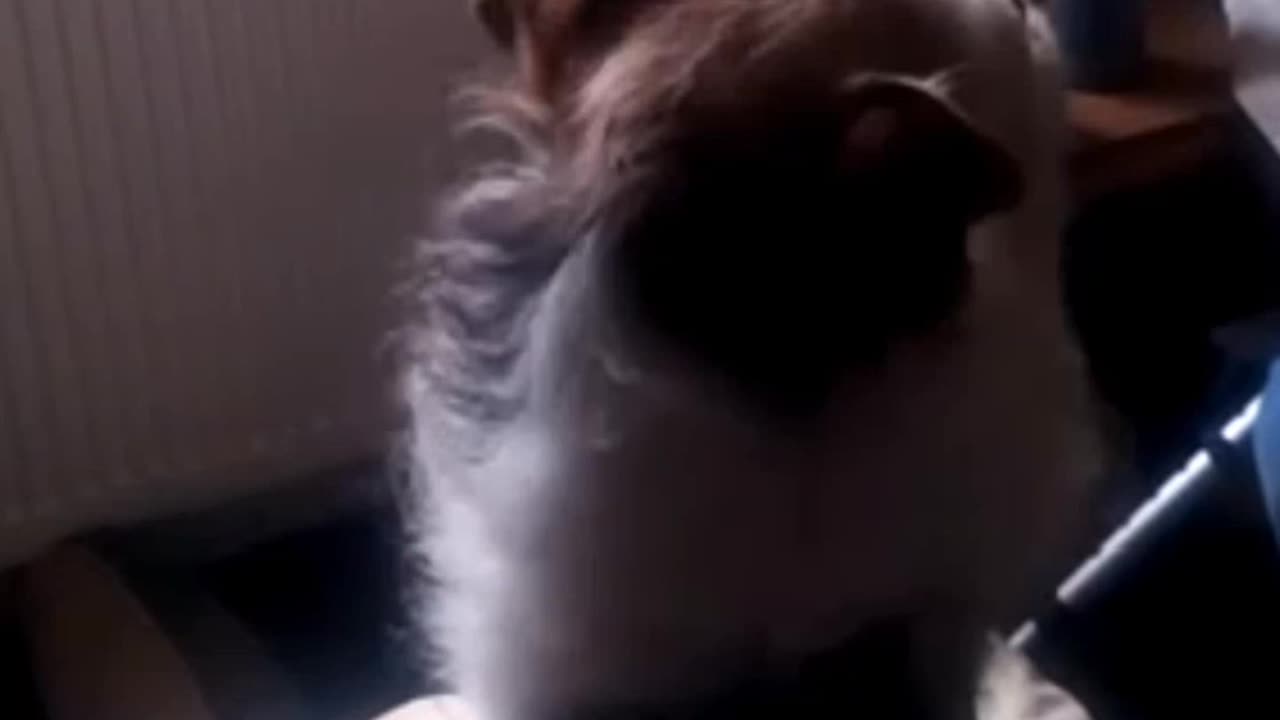 Professional Beggar😅🐶🐾