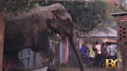 Search for single-tusked elephant after 22 killed in India rampage