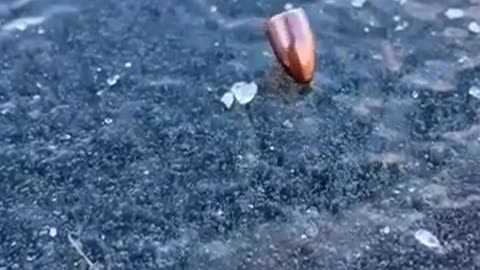 🤯✨ You Won't Believe This Epic Bullet Shot On Ice! | FeedMyCuriosity