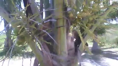 A coconut tree on the beach, with flowers and still small coconuts [Nature & Animals]