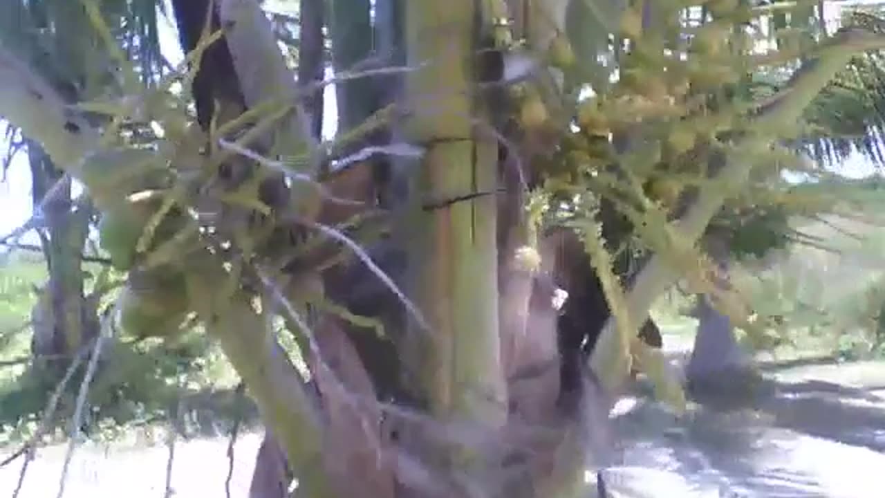 A coconut tree on the beach, with flowers and still small coconuts [Nature & Animals]