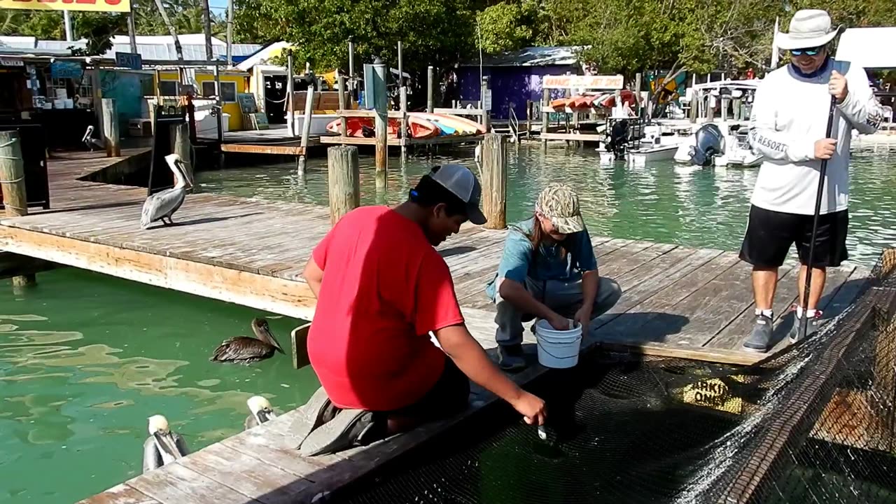 Tarpon On Key Largo