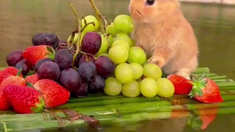 Bunny taste grapes 🍇