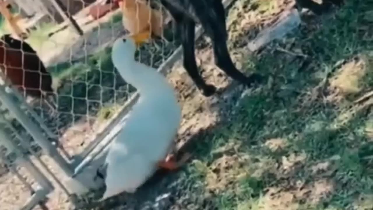 I never tire of stupid animal videos