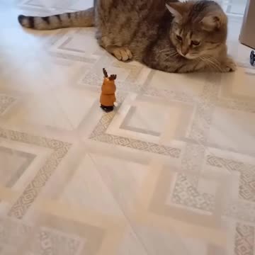 The cats will win the robot wars for us 😂