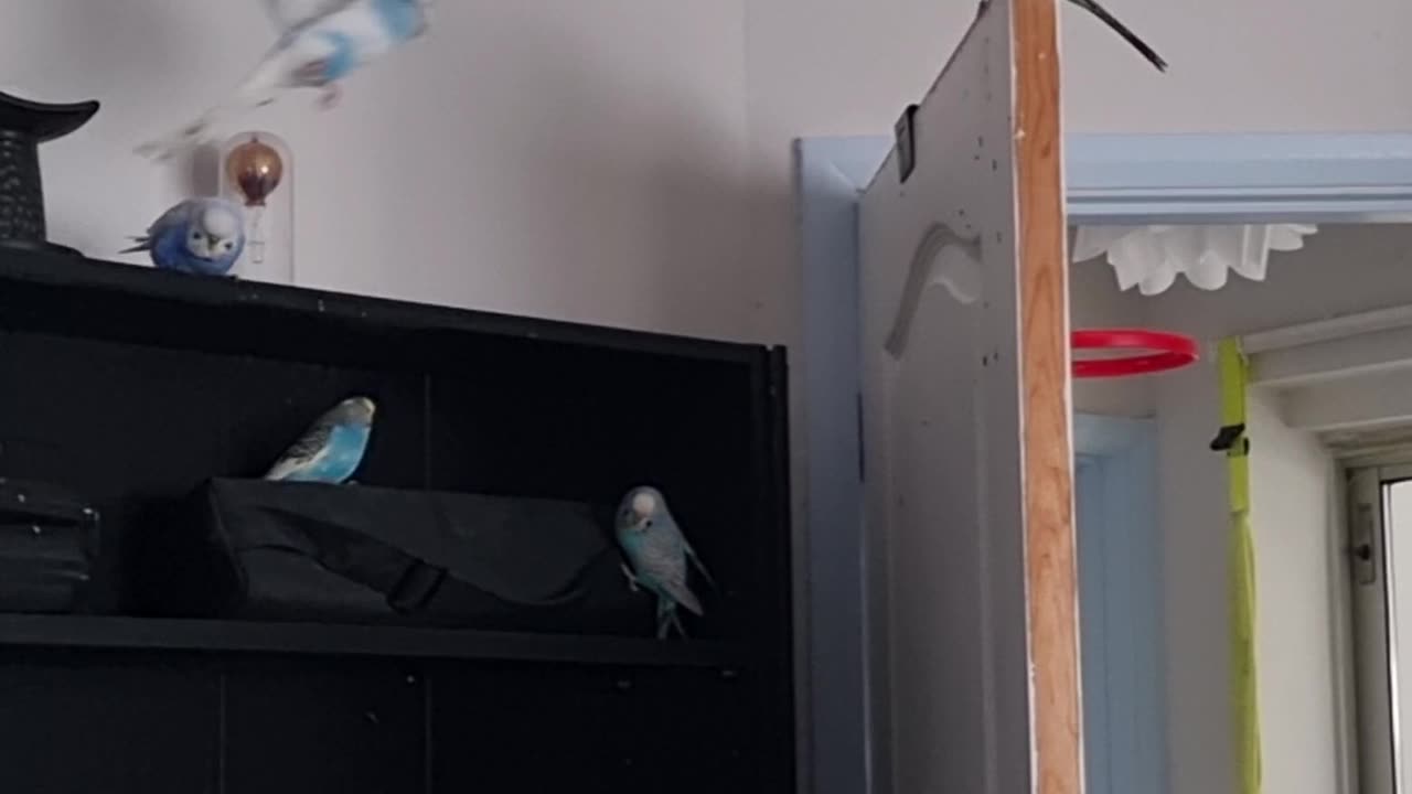 Bookcase Investigations