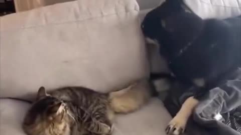 The cat’s face at the end.. 😂