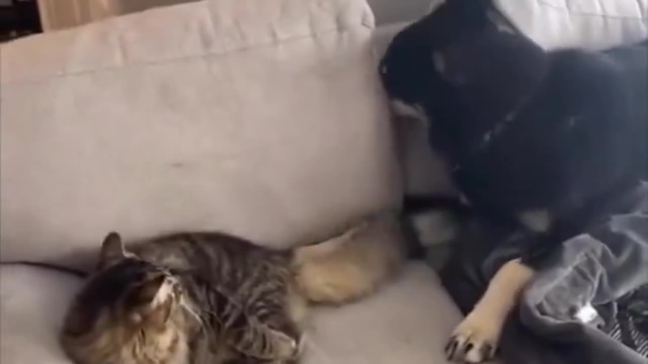 The cat’s face at the end.. 😂