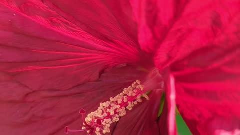 Red hibiscus flowers