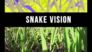 Incredible: How do animals see our world? #facts #wildlife #animalfacts