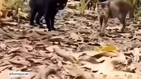 😮✨ The Most Stunning Reflexes of Cats Will Blow Your Mind! | FeedMyCuriosity