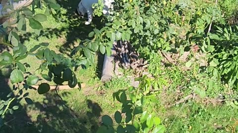 "Ham the puppy playing around a Skyline Trellised Blaze II Rose."