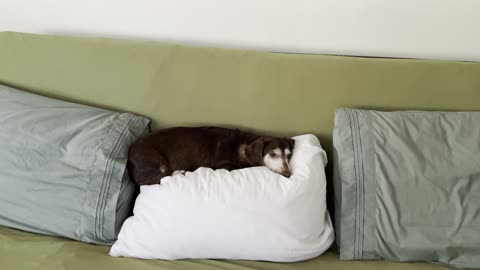 He is such a lazy dog LOL