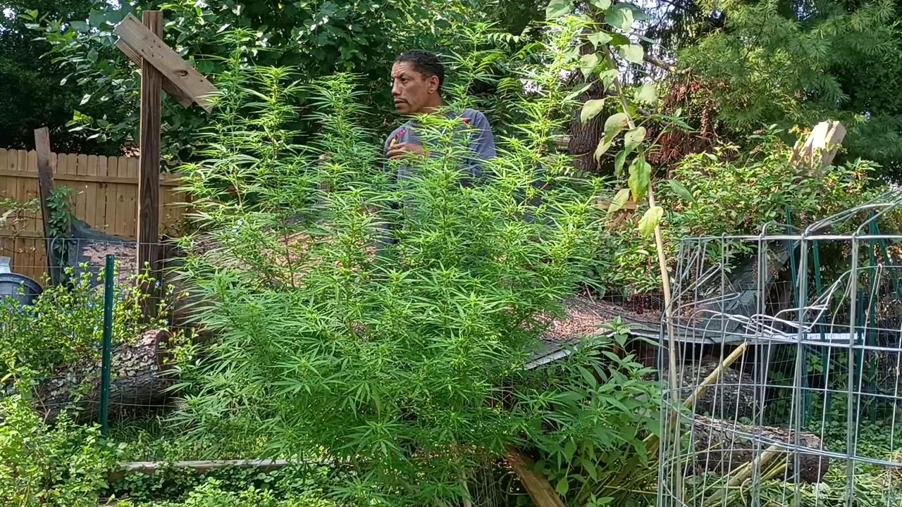 A Clip from GardenVlog #7