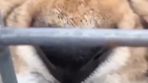 Big Cat Hardward Small Cat Software