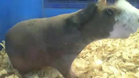 Skinny guinea pig smells something strange in the air [Nature & Animals]