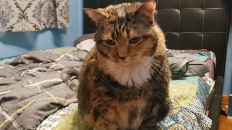 This Cat LOVES Being Brushed – Wait for the LAST SECTION!